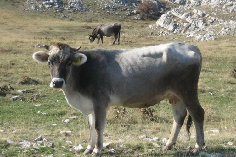 Masovniji uzgoj gatačkog govečeta uz pomoć nauke