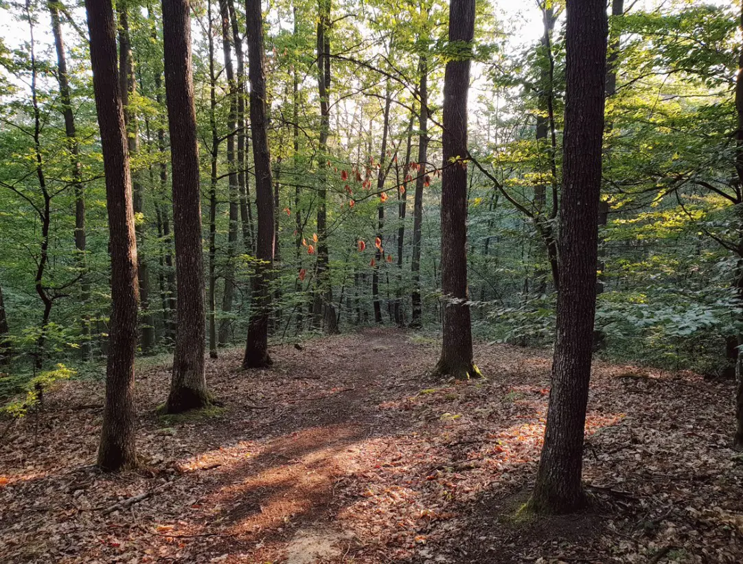 (FOTO) Nadomak Banjaluke niče spektakularan amfiteatar: Otkrijte sadržaje na 35,73 hektara šume!