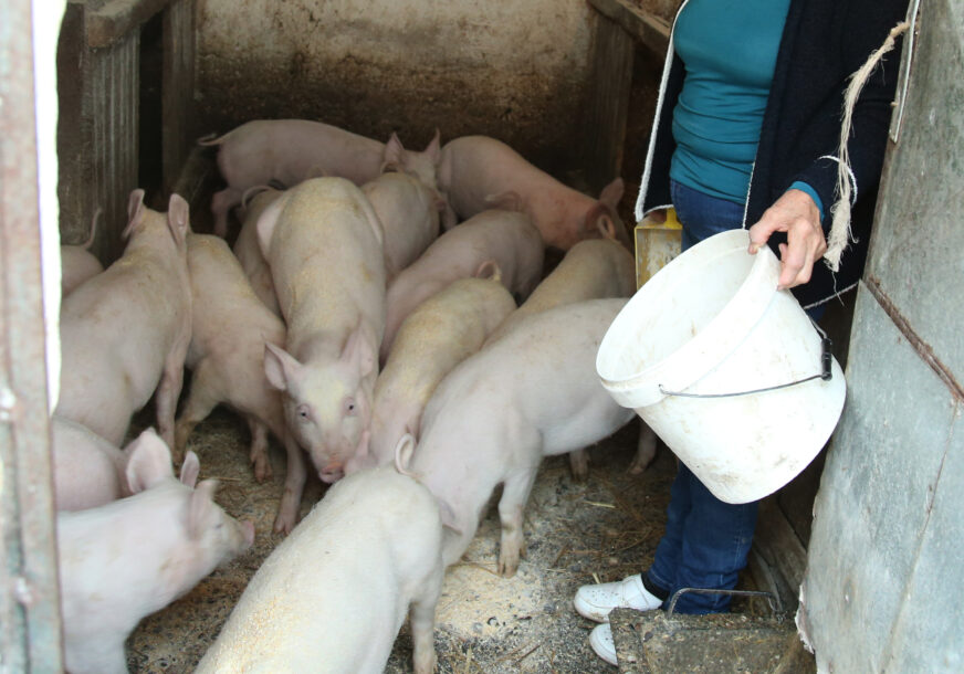 Ne piše nam se dobro za praznike: Uzgajivača prasića hvataju zalet, evo koliko su pojedinci ZACIJENILI KILOGRAM ŽIVE VAGE