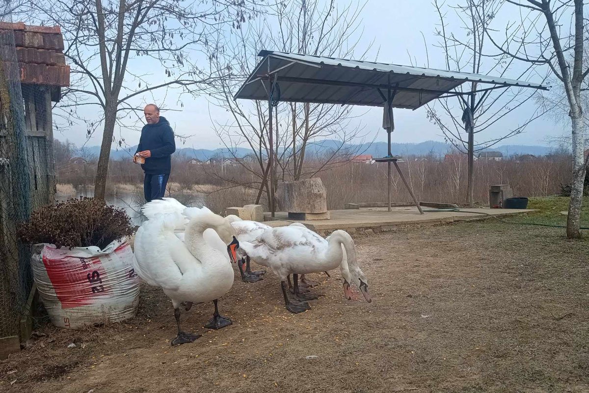 Lijepa priča iz sela u BiH: Neobično prijateljstvo čovjeka i labudova