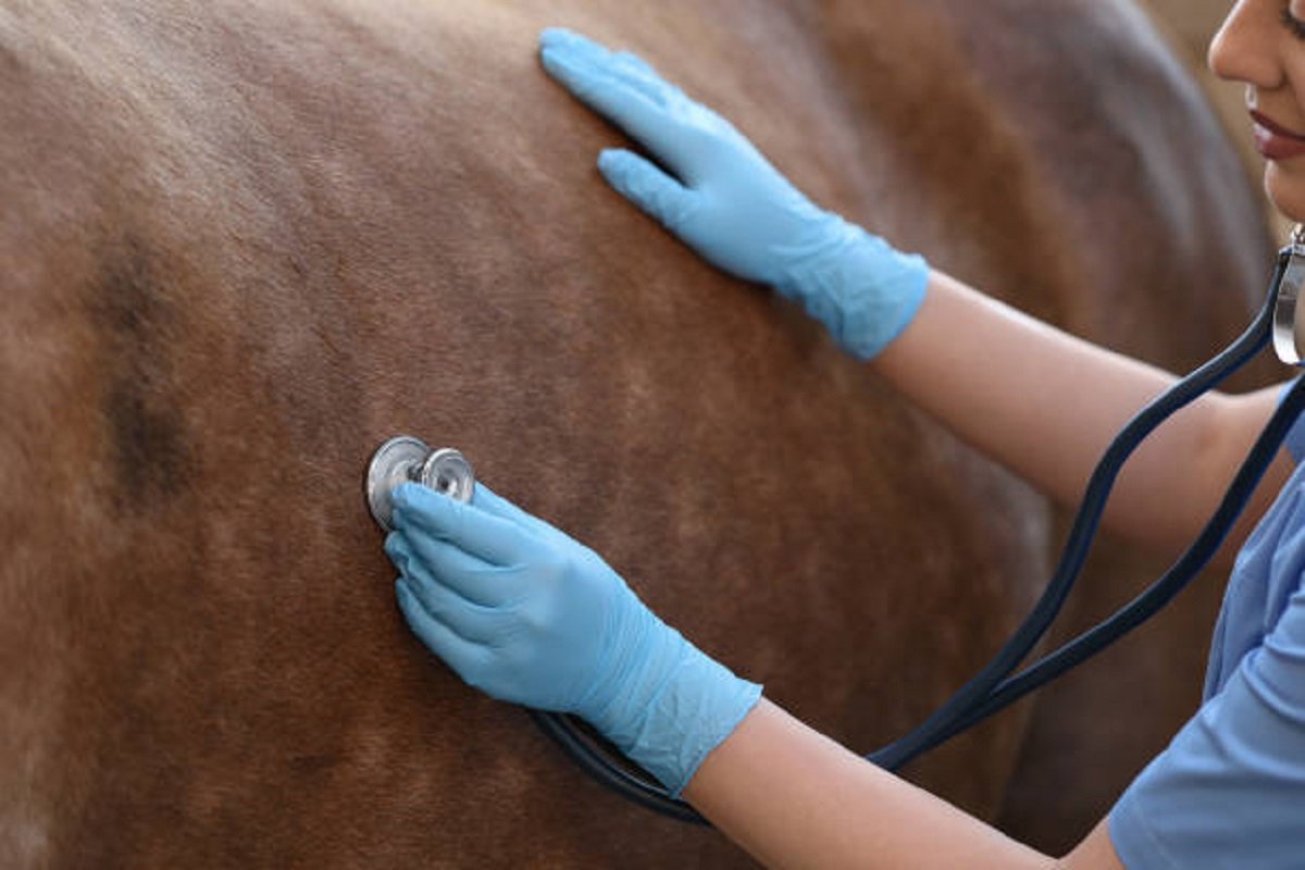 Muke biznisa seoskih veterinara