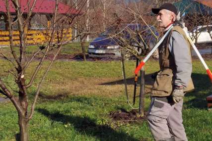 Rezidba počela, a RADNIKA NEMA NI NA VIDIKU: Voćari u problemu, ne pomažu ni VISOKE DNEVNICE