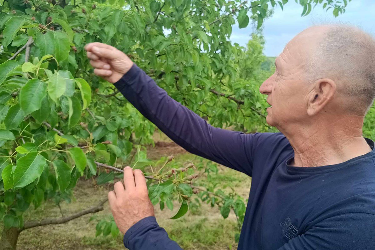 Voćari nemaju radne snage, 13 tona kruške ubralo njih troje Voćari nemaju radne snage, 13 tona kruške ubralo njih troje