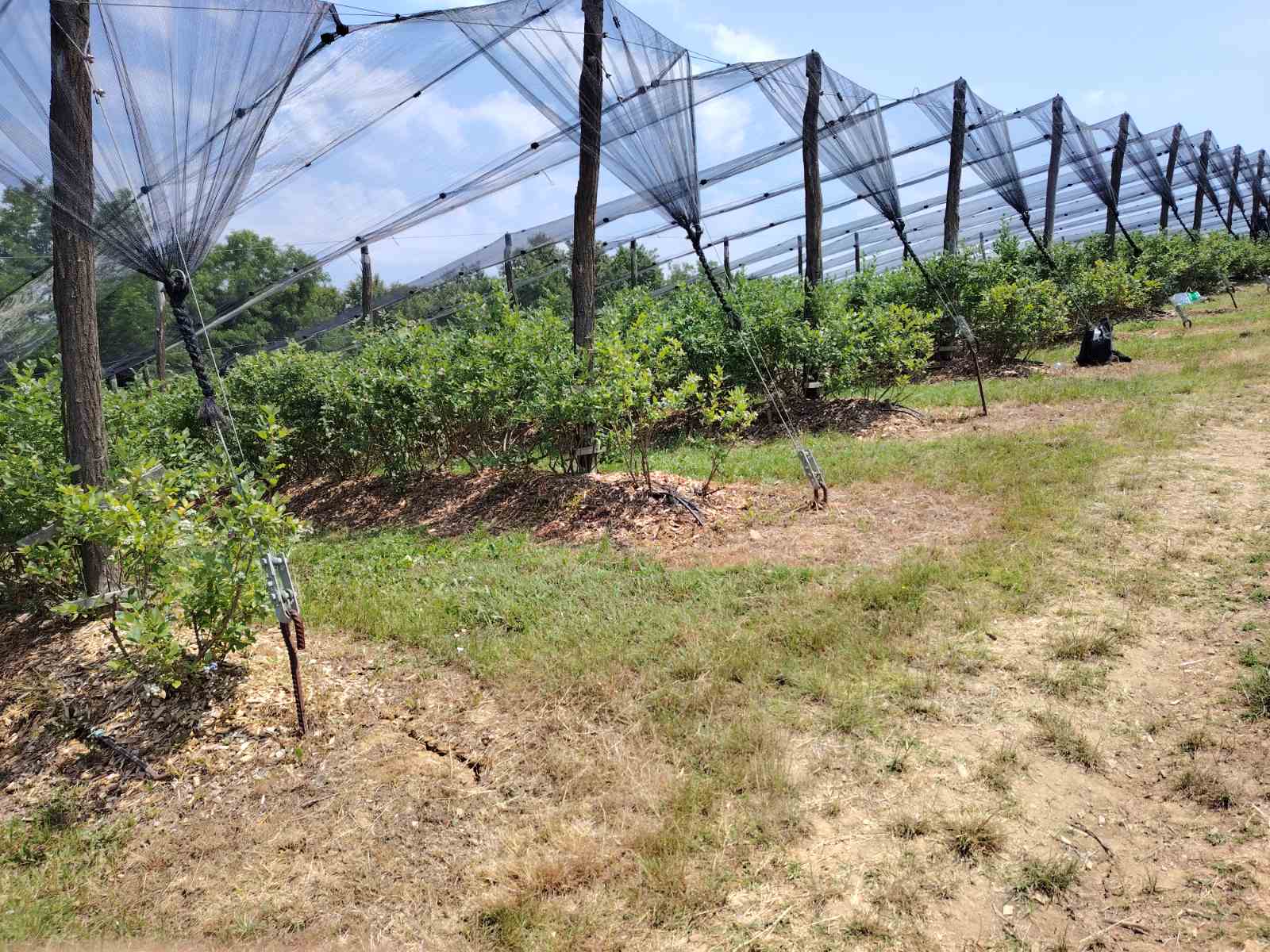 Počela berba borovnice u Rađevini, stiže višnja za branje: Beru najviše vremešni ljudi Počela berba borovnice u Rađevini, stiže višnja za branje: Beru najviše vremešni ljudi