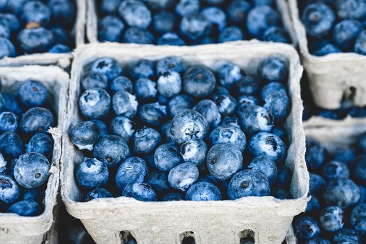 Borovnice nadmašile maline: Nikad bolja berba Borovnice nadmašile maline: Nikad bolja berba