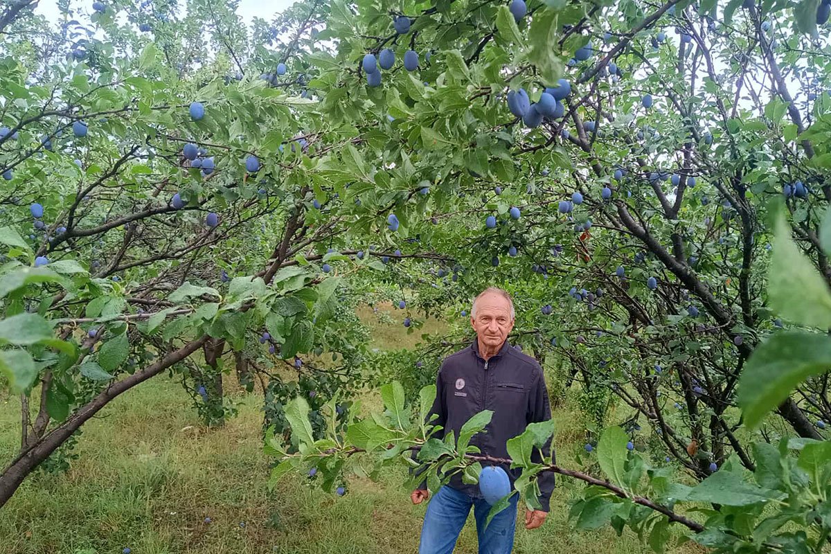 Dok drugi kukaju, Enesu šljiva rodila kao nikada: Otkrio tajnu uspjeha (VIDEO)