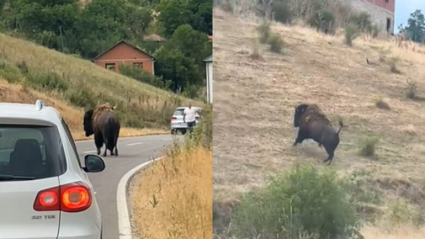 U selu blizu Prištine primjećeno nekoliko bizona (VIDEO) U selu blizu Prištine primjećeno nekoliko bizona (VIDEO)