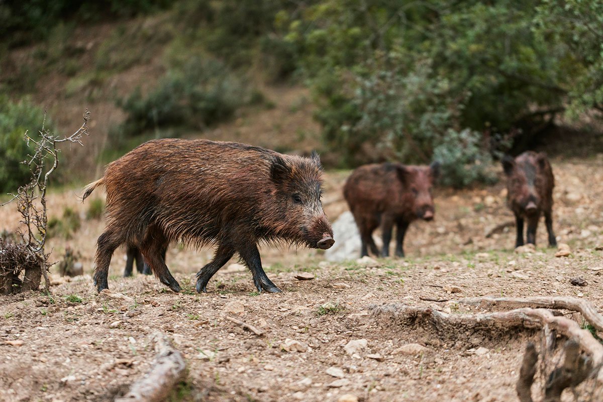 Divlje svinje haraju zasadima kukuruza, uništile ono što nije suša