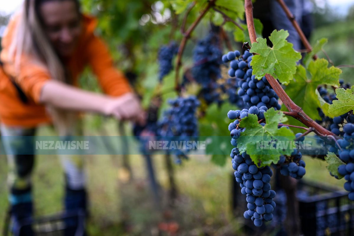 Rekordna berba grožđa 2025: Vinogradari slave najbolju sezonu u 10 godina