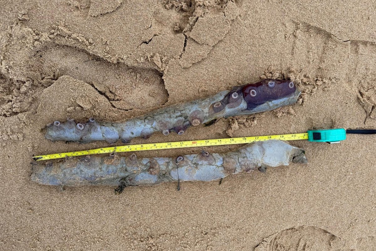 Stručnjaci zbunjeni: Rijetko morsko biće isplivalo u Škotskoj (FOTO) Stručnjaci zbunjeni: Rijetko morsko biće isplivalo u Škotskoj (FOTO)