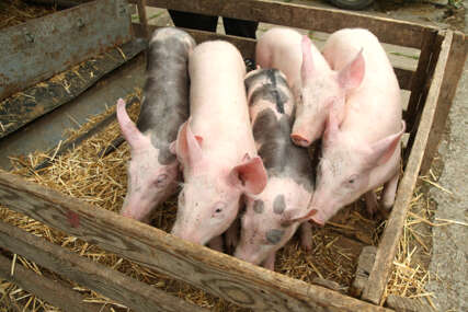 Ovo se mnogima neće svidjeti: Prasići trenutno i do 7 KM, a evo kakve nas CIJENE ČEKAJU UOČI PRAZNIKA