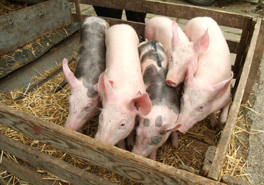 Da li će oboriti rekord? Kilogram žive vage PRASIĆA I DO 10 KM, pogledajte šta na poskupljenja kažu građani