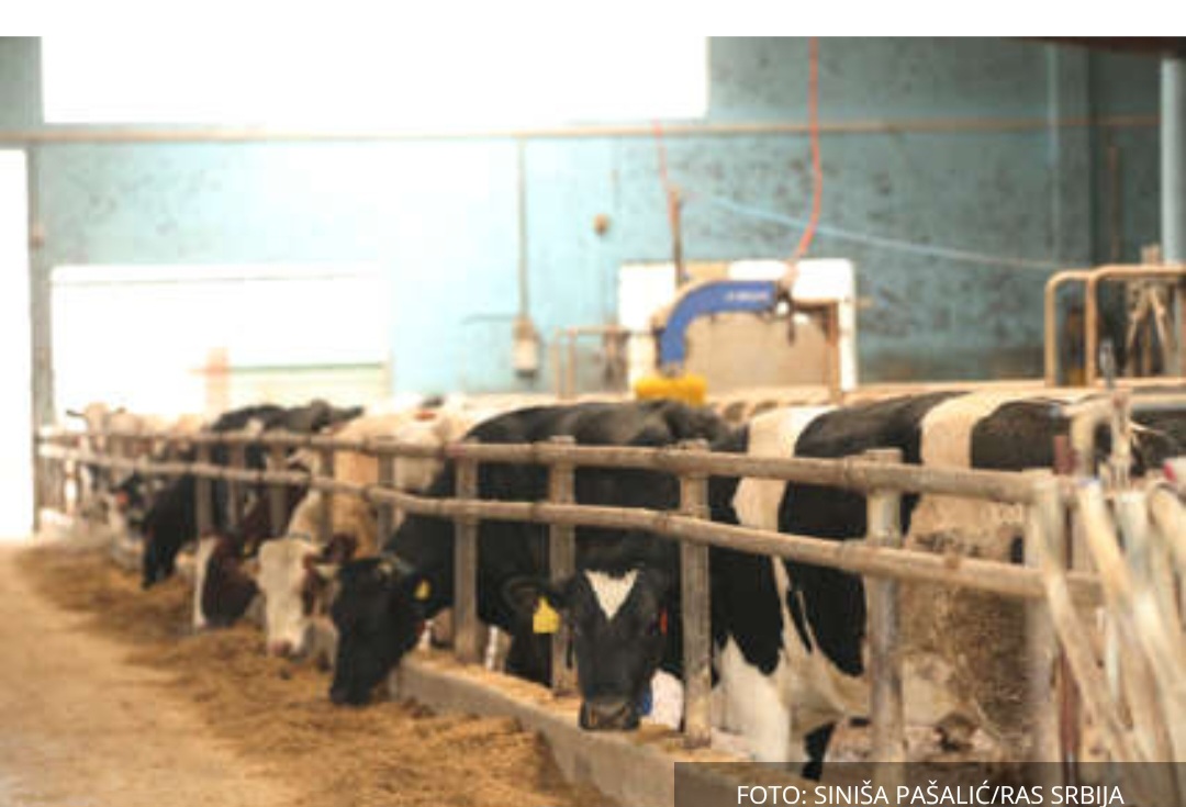 Šta kaže vlast a šta “knjige”: Računica Ministarstva pala na ispitu, evo koliko su mljekari zaista dobili novca u zadnjih 10 godina Šta kaže vlast a šta “knjige”: Računica Ministarstva pala na ispitu, evo koliko su mljekari zaista dobili novca u zadnjih 10 godina