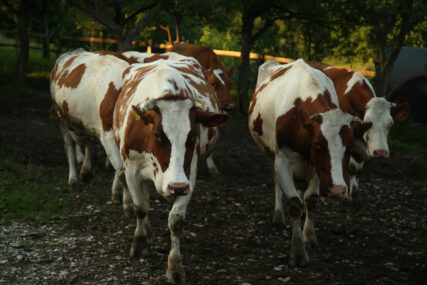 Brojke ne lažu: Evo zašto mljekari u Srpskoj zatvaraju farme