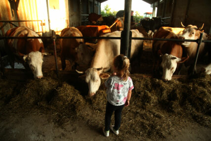 „Sa robotima možemo samo da se slikamo“ Da li će mljekari u Srpskoj preživjeti krizu