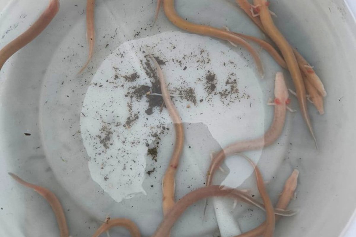 Poplave u Dalmaciji izbacile na površinu čovječje ribice (FOTO) Poplave u Dalmaciji izbacile na površinu čovječje ribice (FOTO)