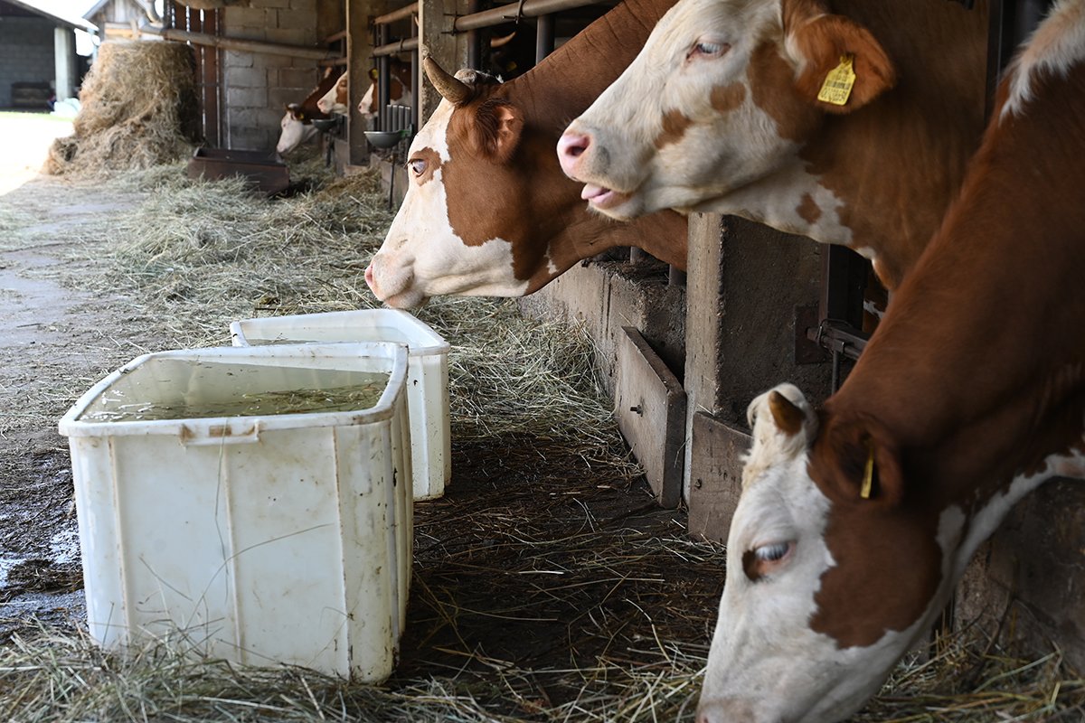 Mljekari u Srpskoj pred kolapsom, mnogi razmišljaju o gašenju