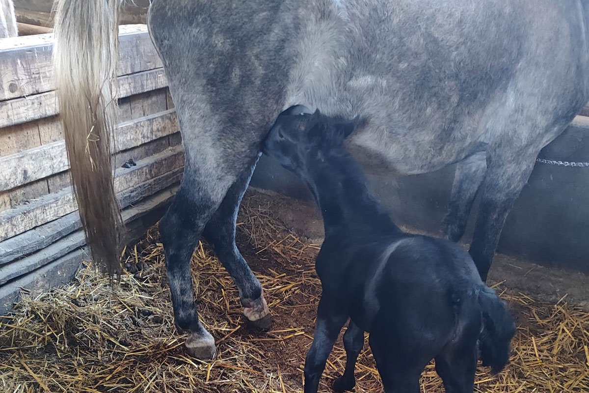 Prinova na ergeli „Vučijak“ u Prnjavoru: Stigla Janja