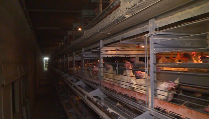 Zabrana izvoza pilećeg mesa, izvoz jaja bilježi rast Zabrana izvoza pilećeg mesa, izvoz jaja bilježi rast