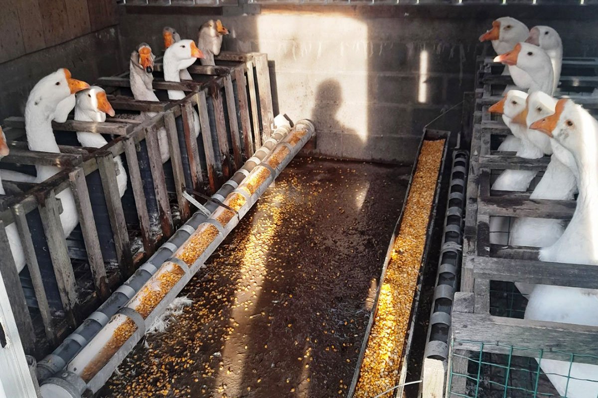 Spasoje objasnio kako od jedne guske zaradi hiljadu KM