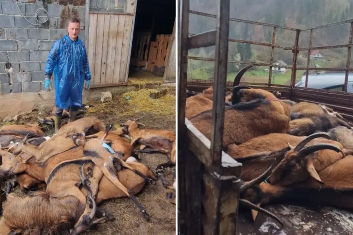 Potvrđena bruceloza: Uništeno stado koza, vlasnik u bolnici (VIDEO)