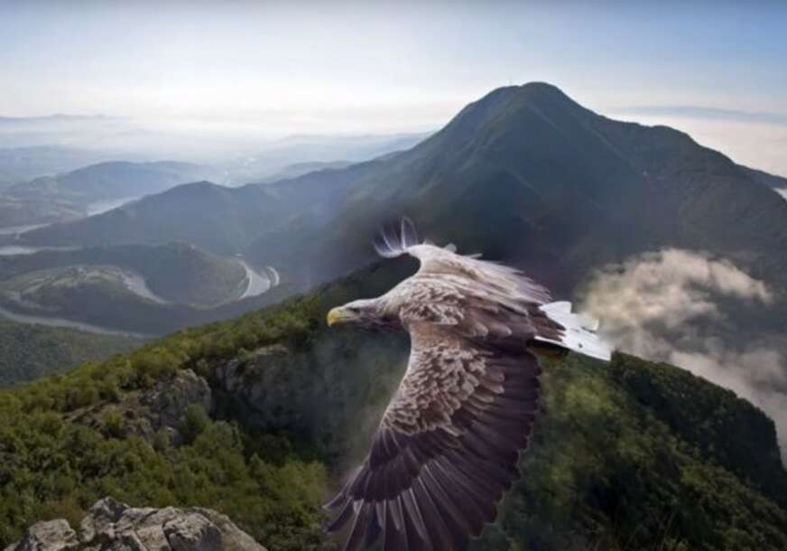 Nevjerovatno putovanje bjeloglavog supa Rajke: Ptica iz Srbije PRELETJELA 10 ZEMALJA i stigla do Afrike, pa aktivirala satelitski signal