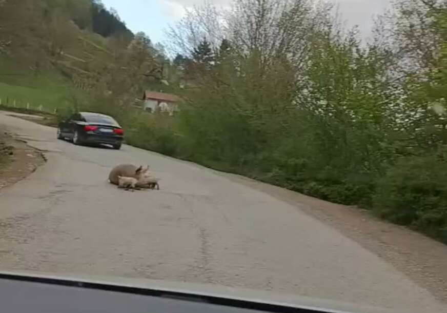I OVO SE DESILO Na putu Foča – Šćepan Polje se OPRASILA KRMAČA, baš kada je Vlada RS odlučila da Foča bude GRAD